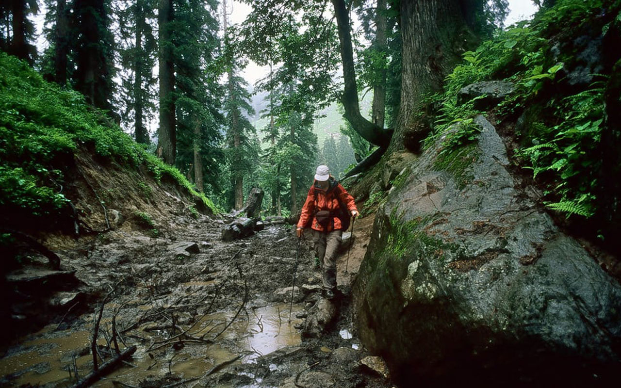 Mathikettan Rainforest Trek – Munnar Travel Guide